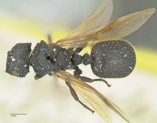 Cataulacus guineensis specimen FOCOL2138 image focol2138_1