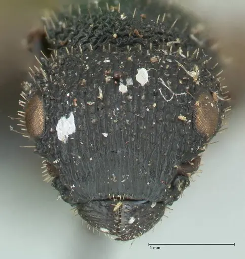 Cataulacus guineensis specimen FOCOL2138 image focol2138_2