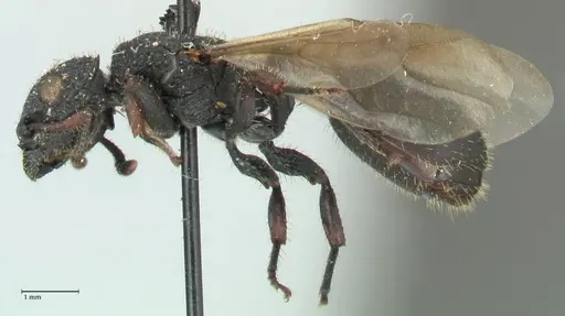Cataulacus guineensis specimen FOCOL2138 image focol2138_3