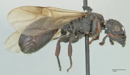 Cataulacus guineensis specimen FOCOL2138 image focol2138_4