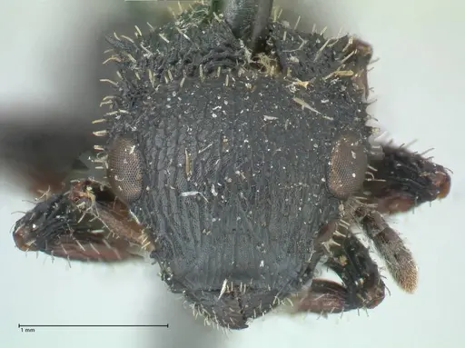 Cataulacus guineensis specimen FOCOL2139 image focol2139_2
