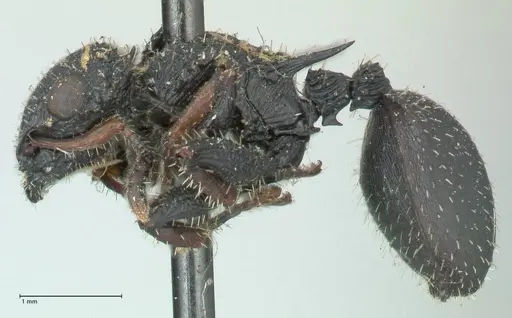 Cataulacus guineensis specimen FOCOL2139 image focol2139_3