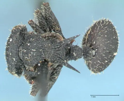 Cataulacus guineensis specimen FOCOL2140 image focol2140_1