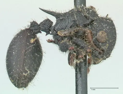 Cataulacus guineensis specimen FOCOL2140 image focol2140_4