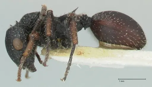 Cataulacus guineensis specimen FOCOL2141 image focol2141_3