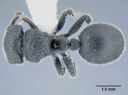 Cataulacus hispidulus specimen CASENT0106277 image casent0106277_1