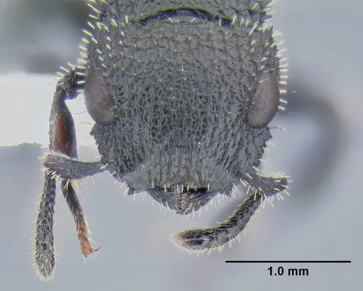 Cataulacus hispidulus specimen CASENT0106277 image casent0106277_2