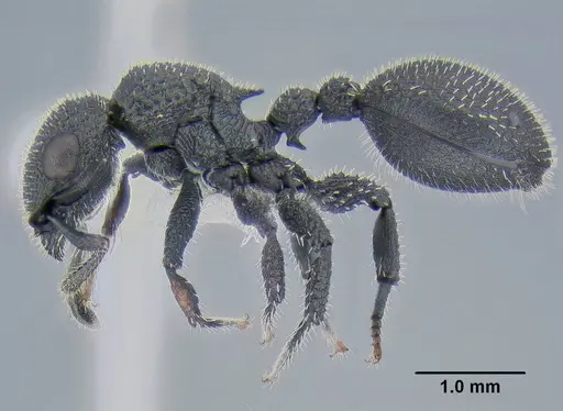 Cataulacus hispidulus specimen CASENT0106277 image casent0106277_3