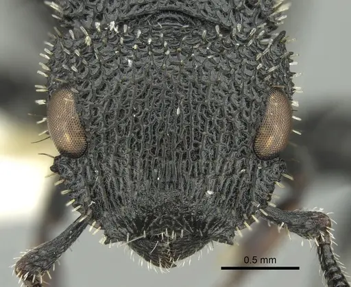 Cataulacus hispidulus specimen CASENT0280802 image casent0280802_2