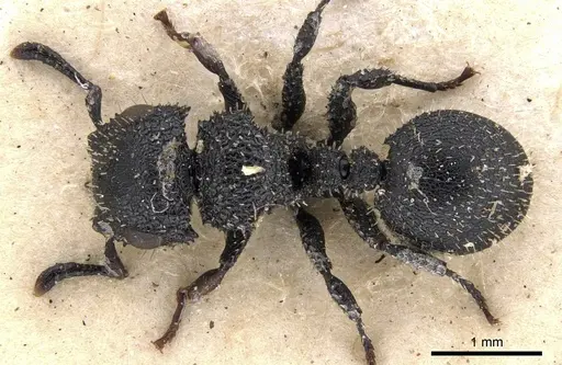 Cataulacus hispidulus specimen CASENT0901452 image casent0901452_1