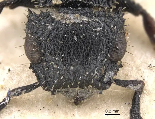 Cataulacus hispidulus specimen CASENT0901452 image casent0901452_2