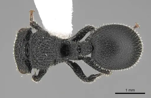 Cataulacus hispidulus specimen CASENT0922497 image casent0922497_1