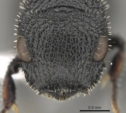 Cataulacus hispidulus specimen CASENT0922497 image casent0922497_2