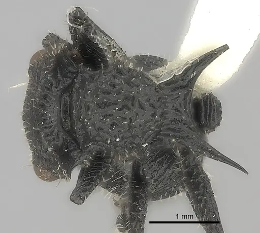 Cataulacus horridus specimen CASENT0217825 image casent0217825_1