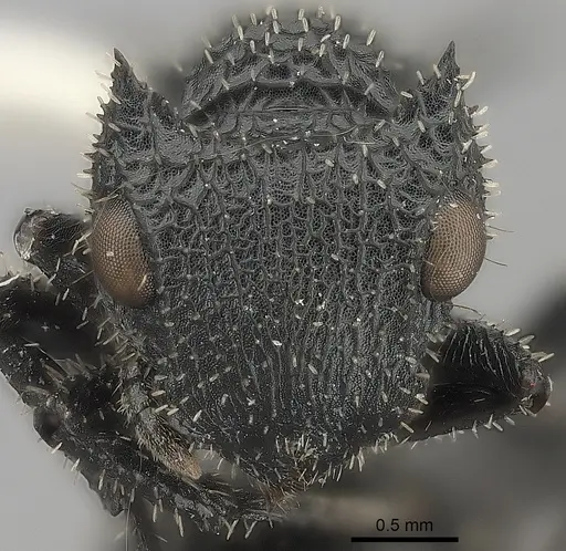 Cataulacus horridus specimen CASENT0217825 image casent0217825_2