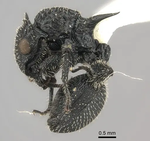 Cataulacus horridus specimen CASENT0217825 image casent0217825_3