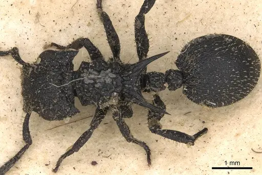 Cataulacus horridus specimen CASENT0900259 image casent0900259_1