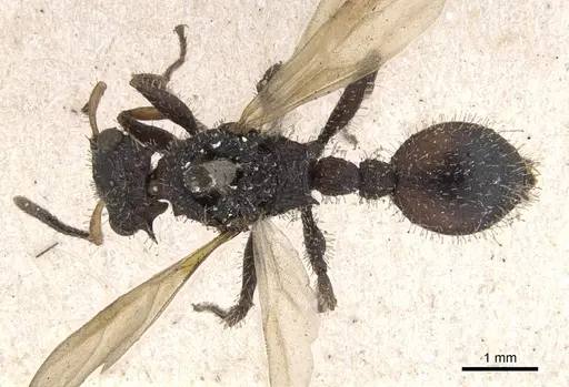 Cataulacus horridus specimen CASENT0901448 image casent0901448_1