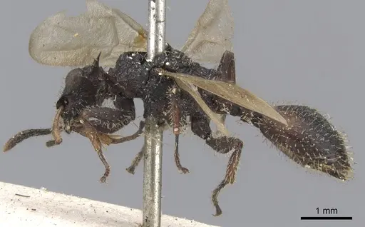 Cataulacus horridus specimen CASENT0901448 image casent0901448_3