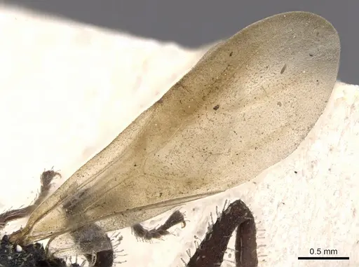 Cataulacus horridus specimen CASENT0901448 image casent0901448_4