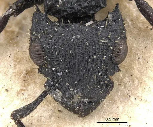 Cataulacus horridus specimen CASENT0901449 image casent0901449_2