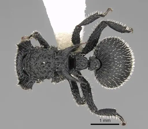 Cataulacus horridus specimen CASENT0922498 image casent0922498_1