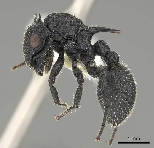 Cataulacus horridus specimen CASENT0922498 image casent0922498_3
