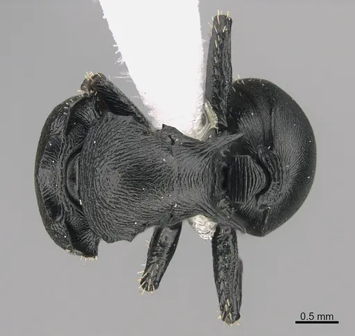 Cataulacus huberi specimen CASENT0175479 image casent0175479_1