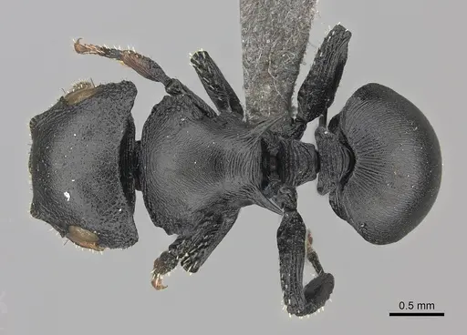 Cataulacus huberi specimen CASENT0235430 image casent0235430_1