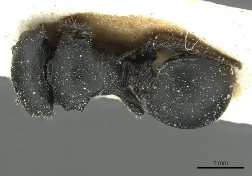 Cataulacus huberi specimen CASENT0912551 image casent0912551_1