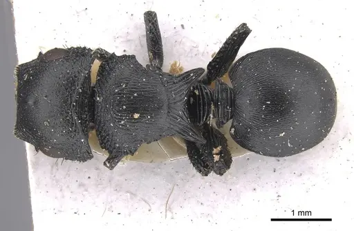 Cataulacus huberi specimen CASENT0915358 image casent0915358_1