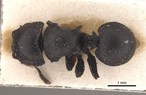 Cataulacus huberi specimen CASENT0919585 image casent0919585_1