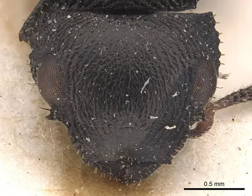 Cataulacus huberi specimen CASENT0919585 image casent0919585_2