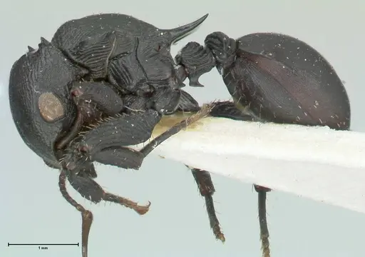 Cataulacus huberi specimen FOCOL2132 image focol2132_3