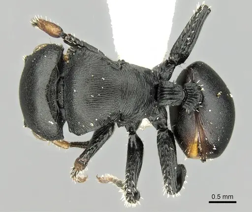 Cataulacus inermis specimen CASENT0280805 image casent0280805_1