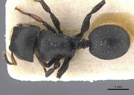 Cataulacus inermis specimen RMCAENT000017795 image rmcaent000017795_1