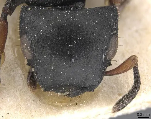 Cataulacus inermis specimen RMCAENT000017795 image rmcaent000017795_2
