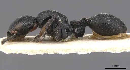 Cataulacus inermis specimen RMCAENT000017795 image rmcaent000017795_3