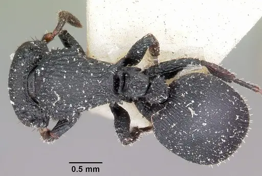 Cataulacus intrudens specimen CASENT0101247 image casent0101247_1