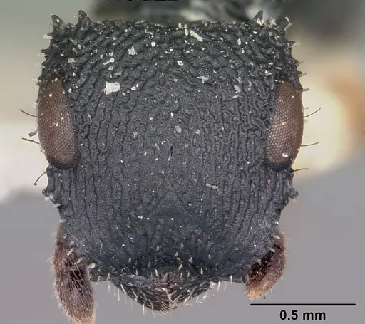 Cataulacus intrudens specimen CASENT0101248 image casent0101248_2