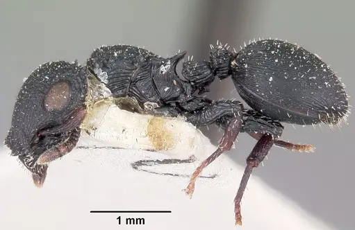 Cataulacus intrudens specimen CASENT0101248 image casent0101248_3
