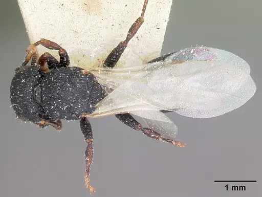 Cataulacus intrudens specimen CASENT0101249 image casent0101249_1
