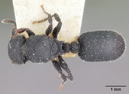 Cataulacus intrudens specimen CASENT0101250 image casent0101250_1