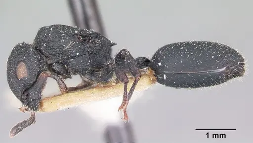 Cataulacus intrudens specimen CASENT0101250 image casent0101250_3