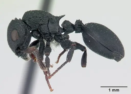 Cataulacus intrudens specimen CASENT0178903 image casent0178903_3