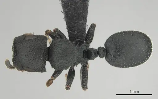 Cataulacus intrudens specimen CASENT0257375 image casent0257375_1