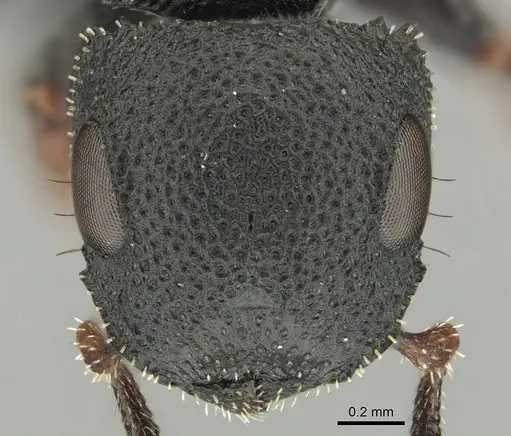 Cataulacus intrudens specimen CASENT0257375 image casent0257375_2