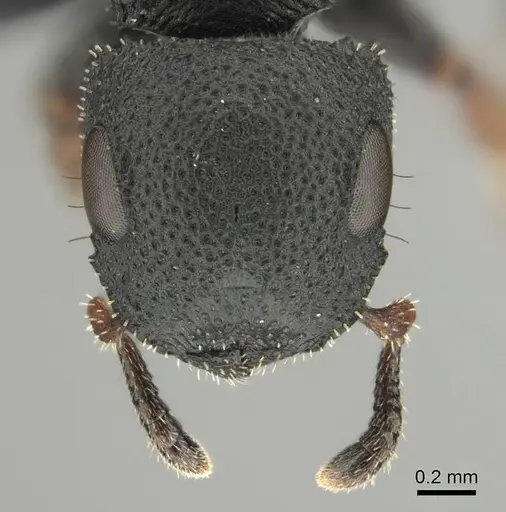 Cataulacus intrudens specimen CASENT0257375 image casent0257375_3