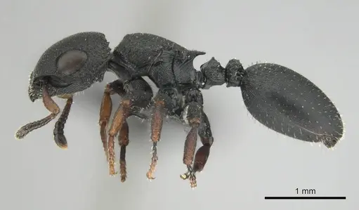 Cataulacus intrudens specimen CASENT0257375 image casent0257375_4