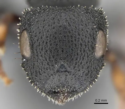Cataulacus intrudens specimen CASENT0785918 image casent0785918_2
